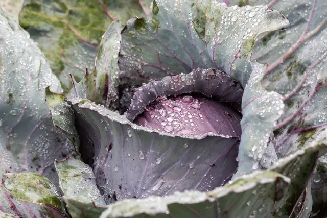 Purple cabbage with morning dew