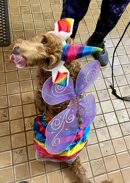 Scarlet in her fairy Halloween costume