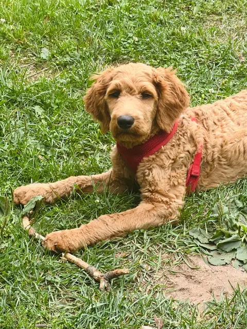Scarlet as a puppy with her stick