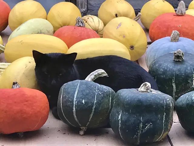 Sophie the cat on the winter squash harvest