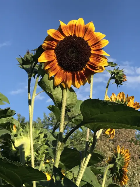 Sunflower against a blue sky