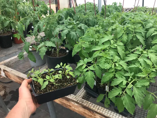 Tomato transplants ready for the garden