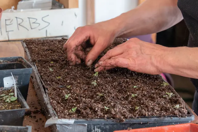 Transplanting seedlings