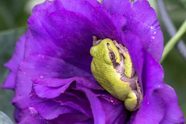 Tree frog resting in a purple lisianthus bloom