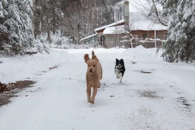 Farm dogs on a snowy winter road