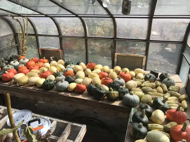 Winter squash curing in the greenhouse
