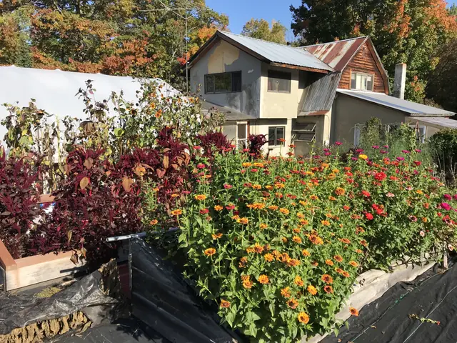 Zinnias and amaranth in front of the farmhouse